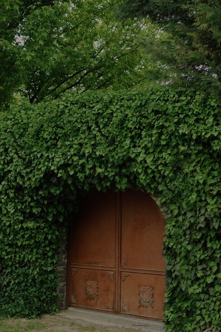 A rustic, rust-colored metal gate set within a lush, green garden hedge archway. The hedge is dense with vibrant, broad-leaved foliage, neatly trimmed to form a rounded top that frames the gate. Behin